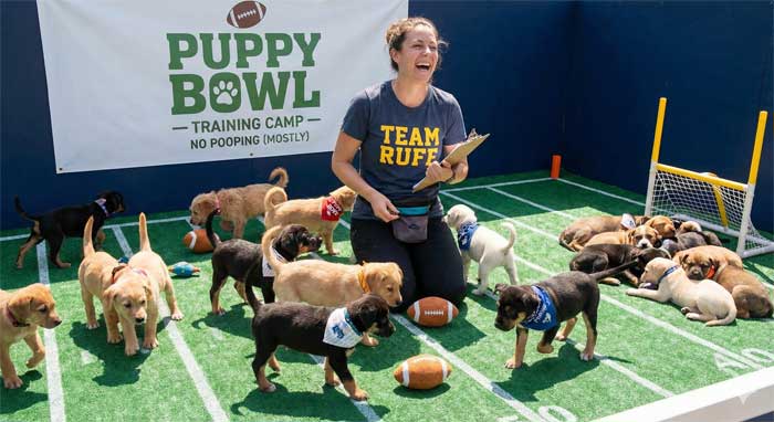 puppy bowl