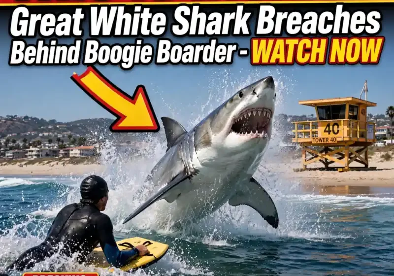 newport shark video footage USA